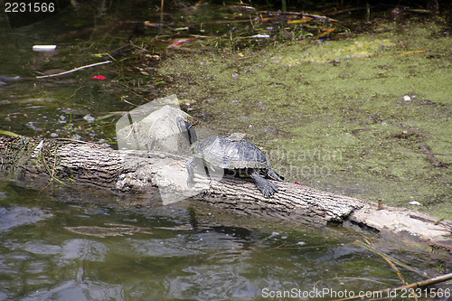 Image of Resting Turtle