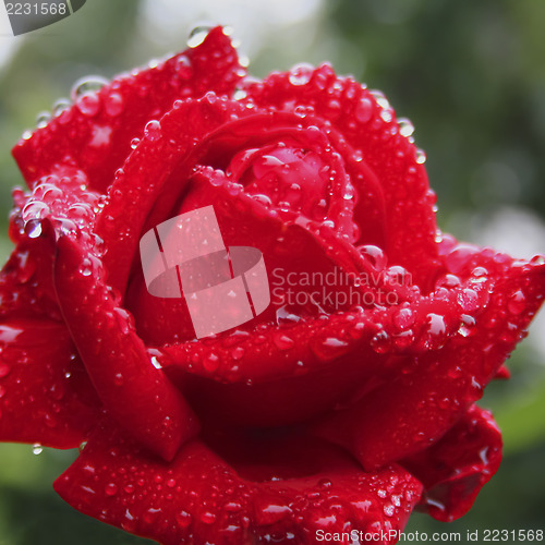 Image of Red Rose