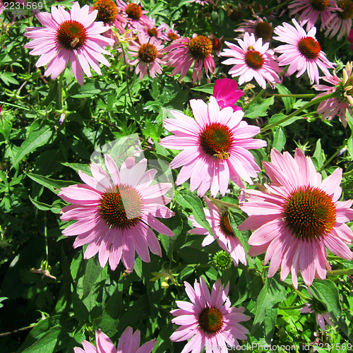 Image of Purple Echinaceas in a flower bed