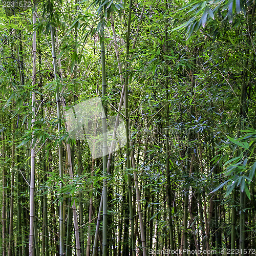 Image of Bamboo