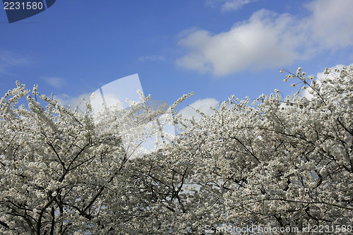 Image of Cherry blossom