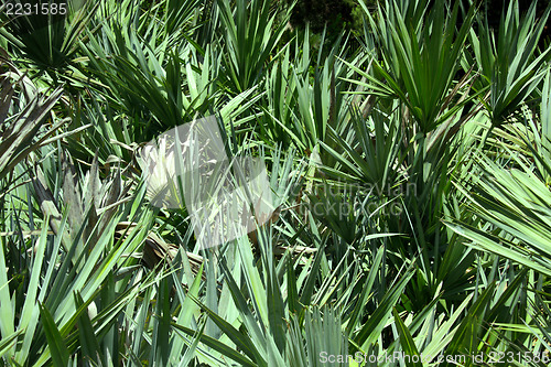 Image of Green palm leaves