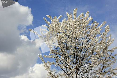 Image of Cherry blossom