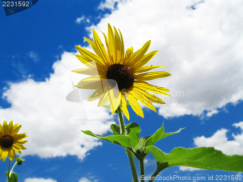 Image of Sunflower