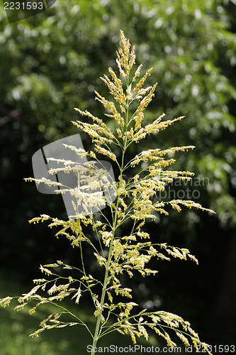 Image of Blooming grass