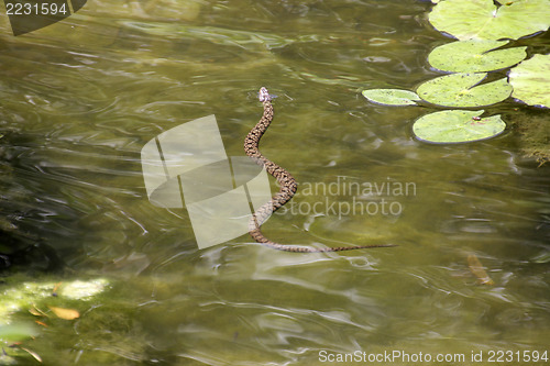 Image of Water snake