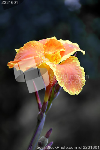 Image of Orange bloom