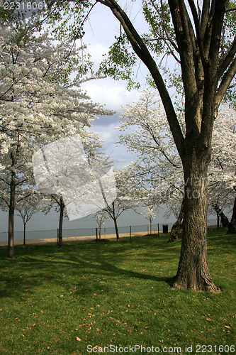 Image of Walk in the park