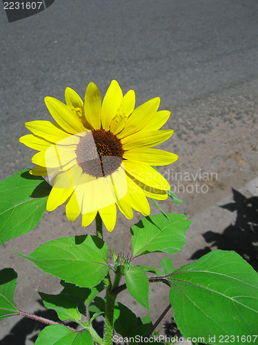 Image of Sunflower