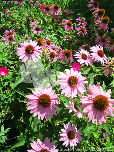 Image of Purple Echinaceas