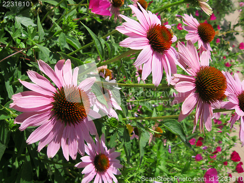 Image of Purple Echinaceas