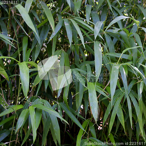 Image of Bamboo