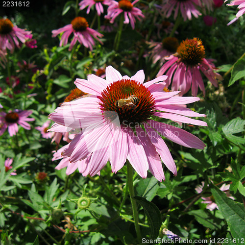 Image of Purple Echinaceas in a flower bed