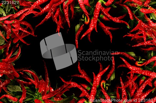 Image of red hot chili on the black background 