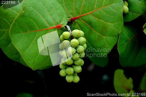 Image of sea grapes