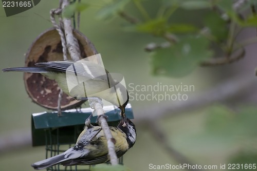 Image of feeding the chick