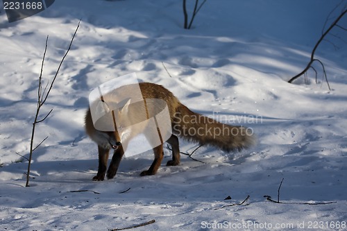 Image of winter fox