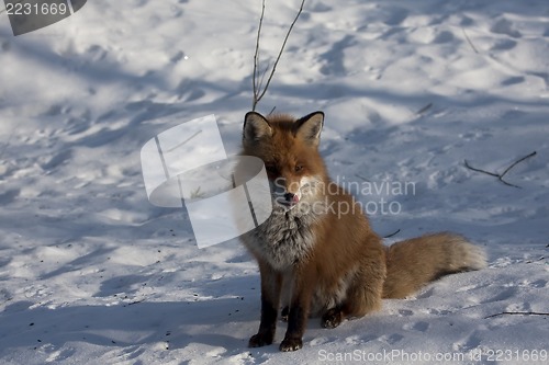 Image of fox in snow
