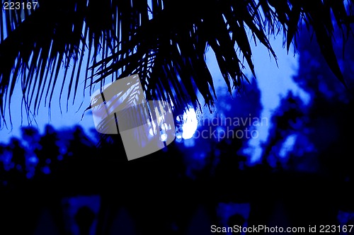 Image of palm lit by moonlite