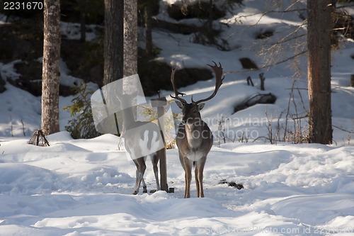 Image of fallow deer