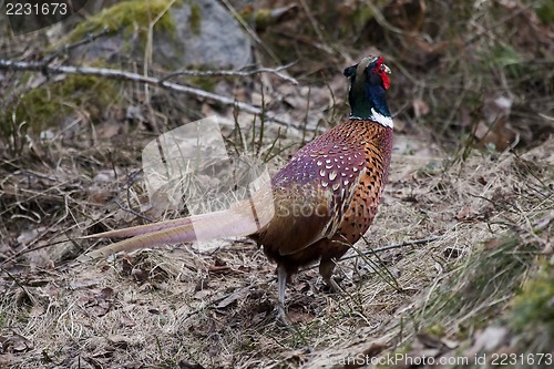 Image of male pheasant