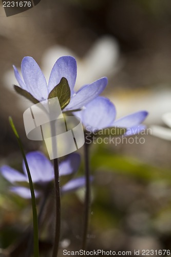 Image of blue anemones