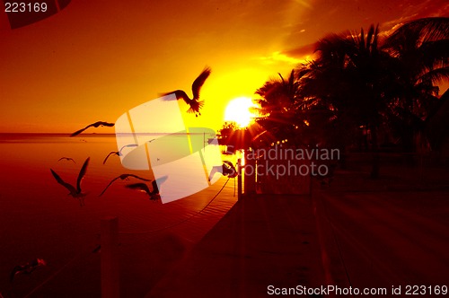 Image of orange sunset with birds
