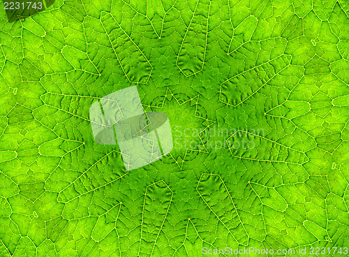 Image of Green leaf abstract pattern