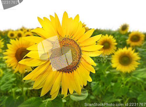 Image of yellow sunflowers