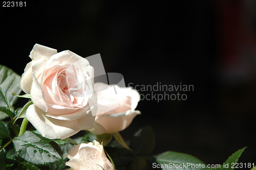 Image of White roses