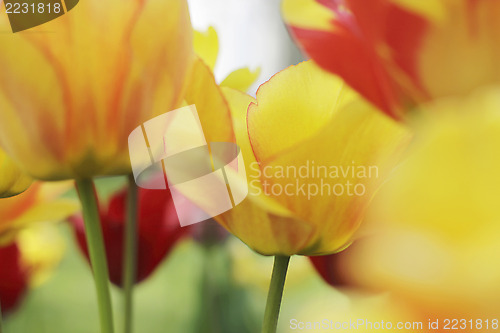 Image of colorful tulips in bloom