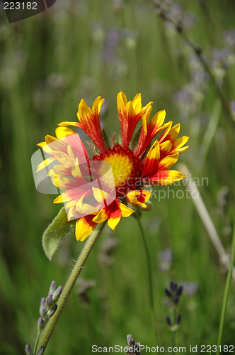 Image of Strange flower