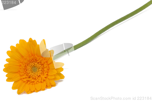Image of Yellow daisy