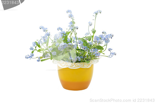 Image of Forget-me-not Flowers