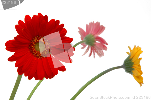 Image of 3 flowers