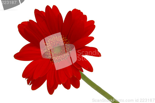 Image of Red daisy