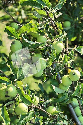 Image of green apples