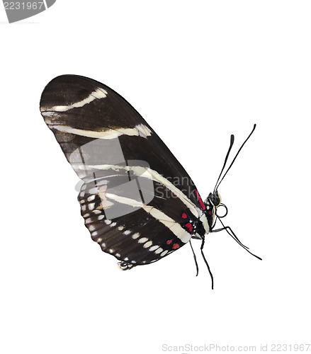 Image of Zebra Longwing (Heliconius Charitonius) Butterfly 