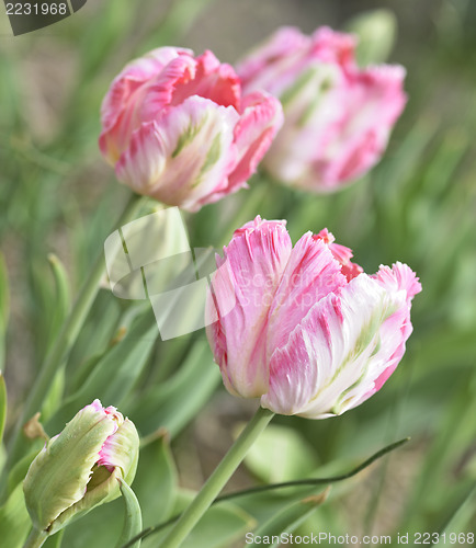 Image of Pink Tulips