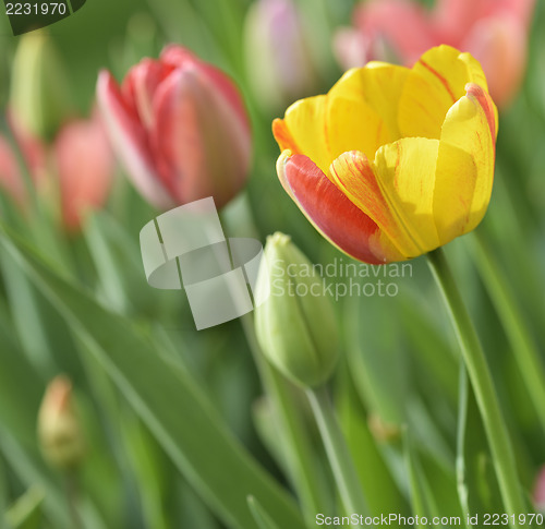 Image of Colorful Tulips