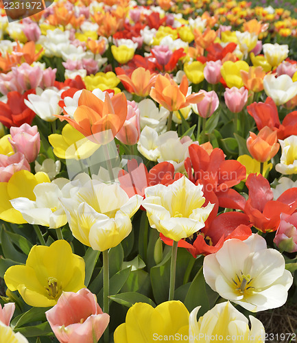 Image of Colorful Tulips