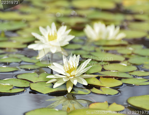 Image of White Water Lilies 