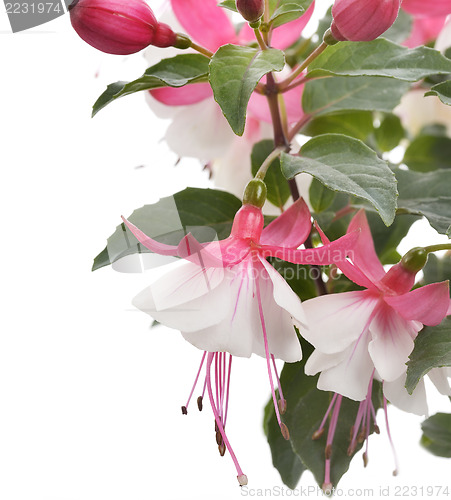 Image of Pink And White Fuchsia