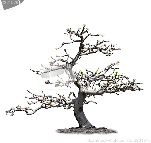 Image of Apple Tree