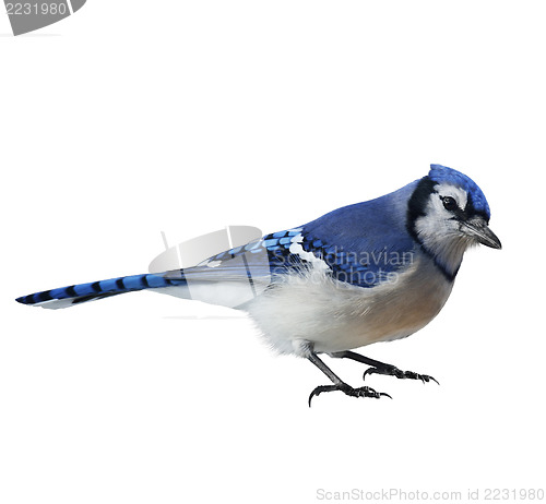 Image of Blue Jay (Cyanocitta cristata) 