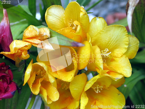 Image of Yellow blossoms