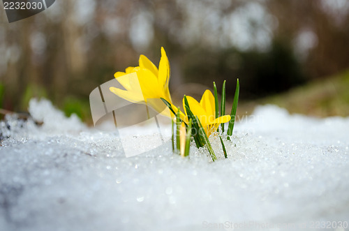 Image of saffron crocus flower bloom melt snow spring 