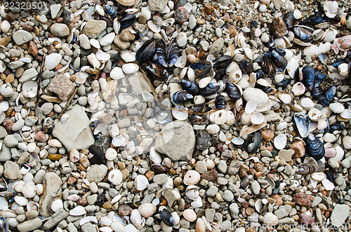 Image of Multi-coloured sea stones, close-up 