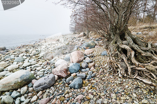 Image of Coast of Baltic sea in a fog