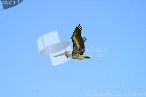 Image of pelican flying blue sky